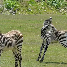 zebra